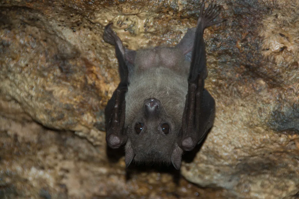 Egyptian fruit bat, natural host of Marburg virus